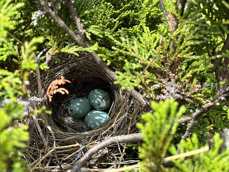 Blue Eggs Bird Nest